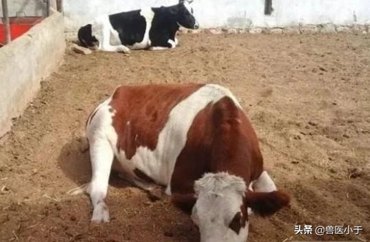 牛下颚一侧肿大咋治疗,牛的下颚肿是怎么回事啊