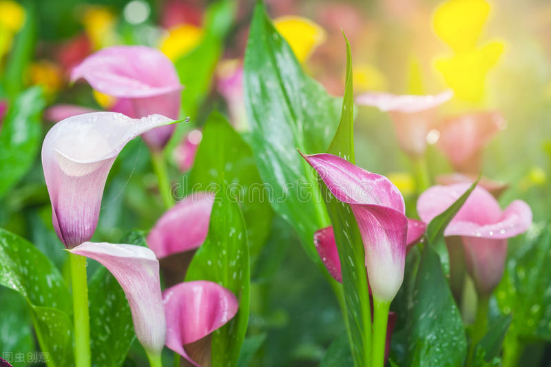 90岁老奶奶的养花生活记录,小阳台养花草