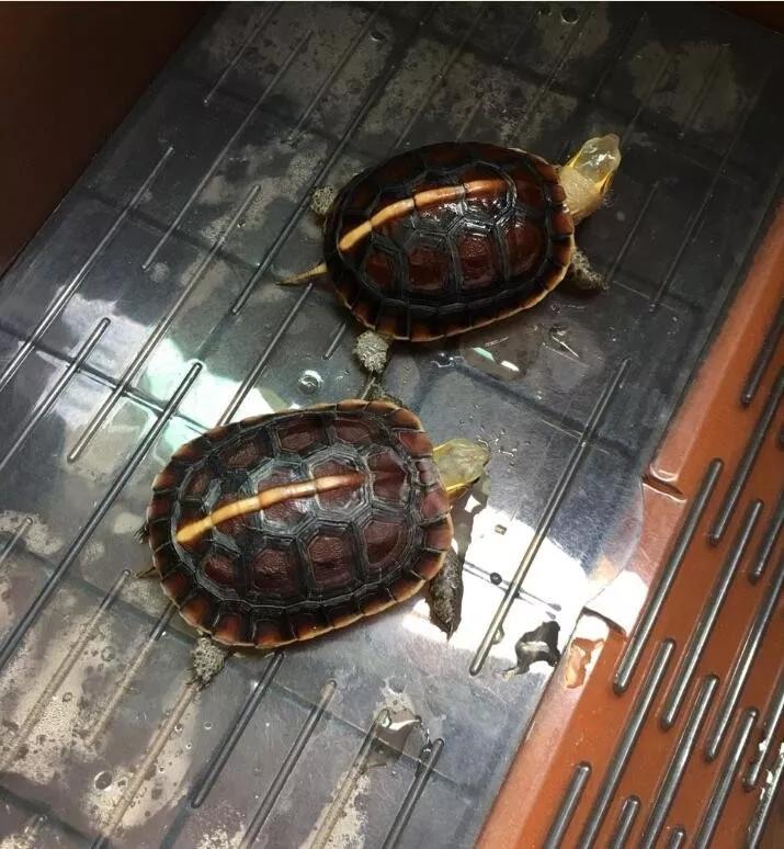 龟龟经常应激会怎么样,龟外伤用什么药