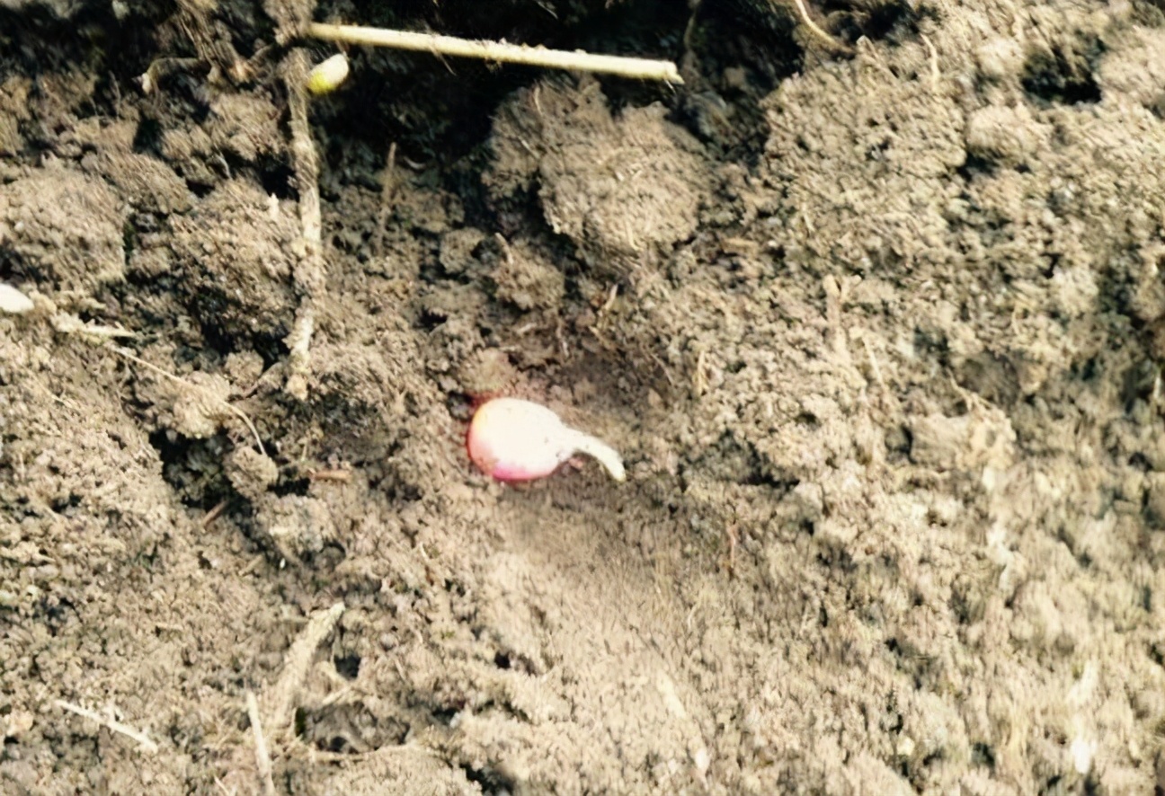 大雨后玉米发霉了怎么办,雨后玉米苗枯萎补救