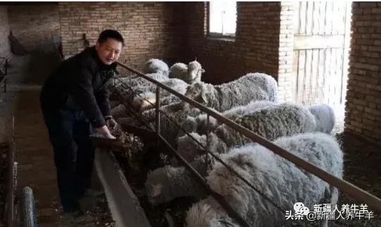 母羊养殖技术及配方,哺乳期母羊怎么饲养管理