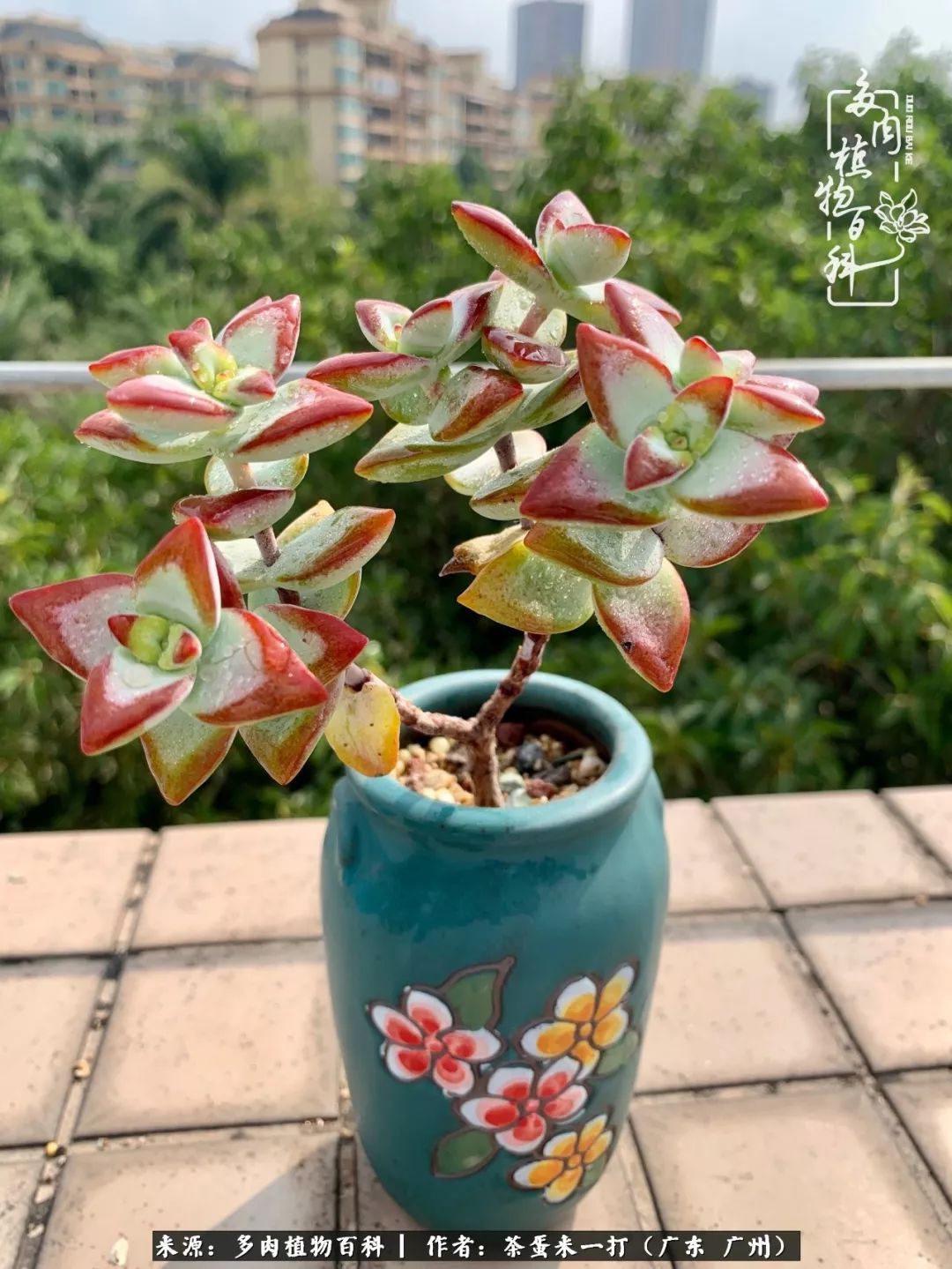 在冬日阳光下，记一个多肉小白的养肉历程