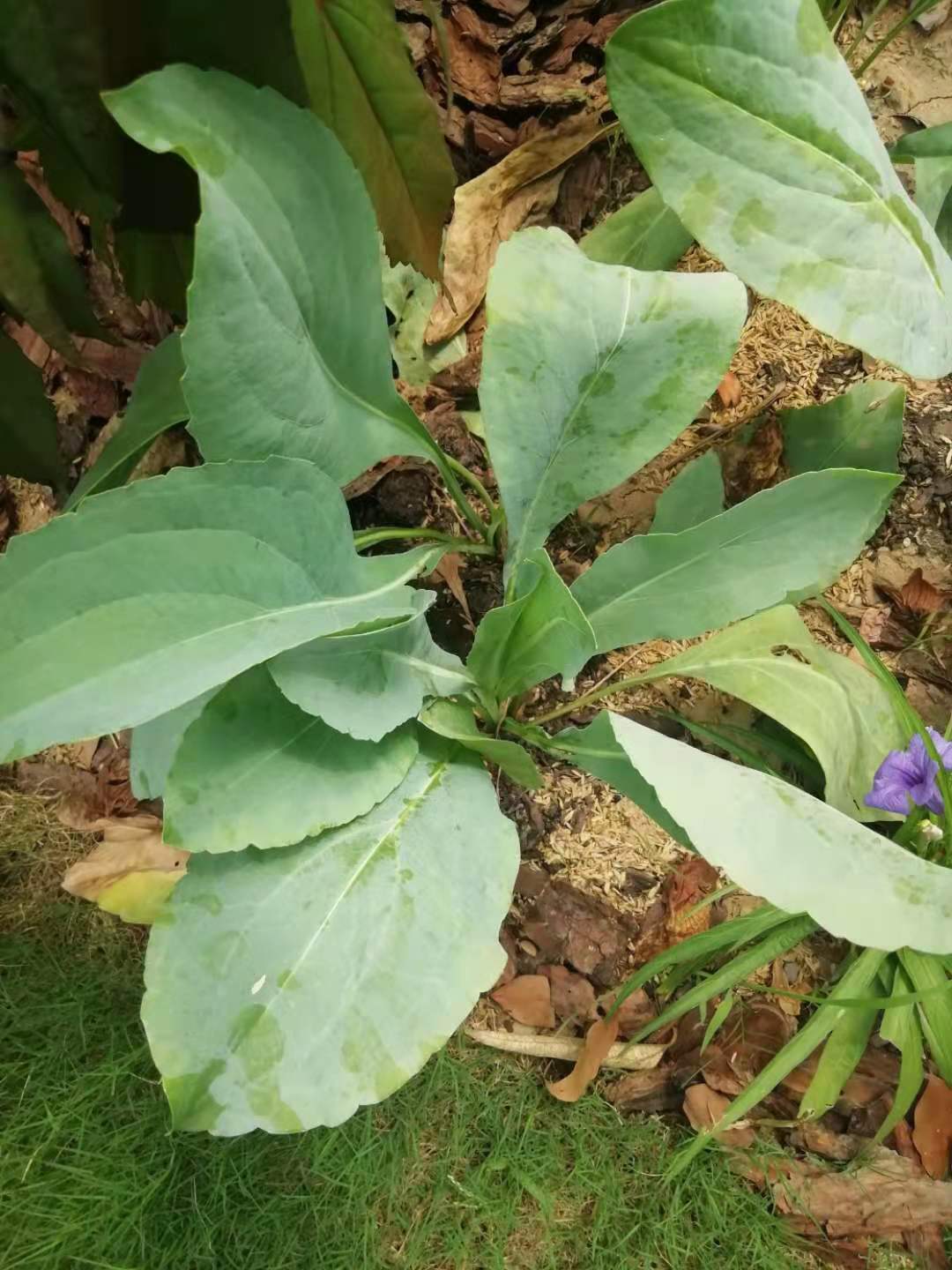 黑色的高帽——大头金光菊