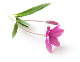 白落梅经典语录名段,白落梅的经典语录大爱无言