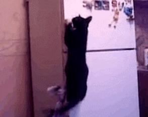 猫真的有那么聪明吗,猫真的有那么聪明嘛