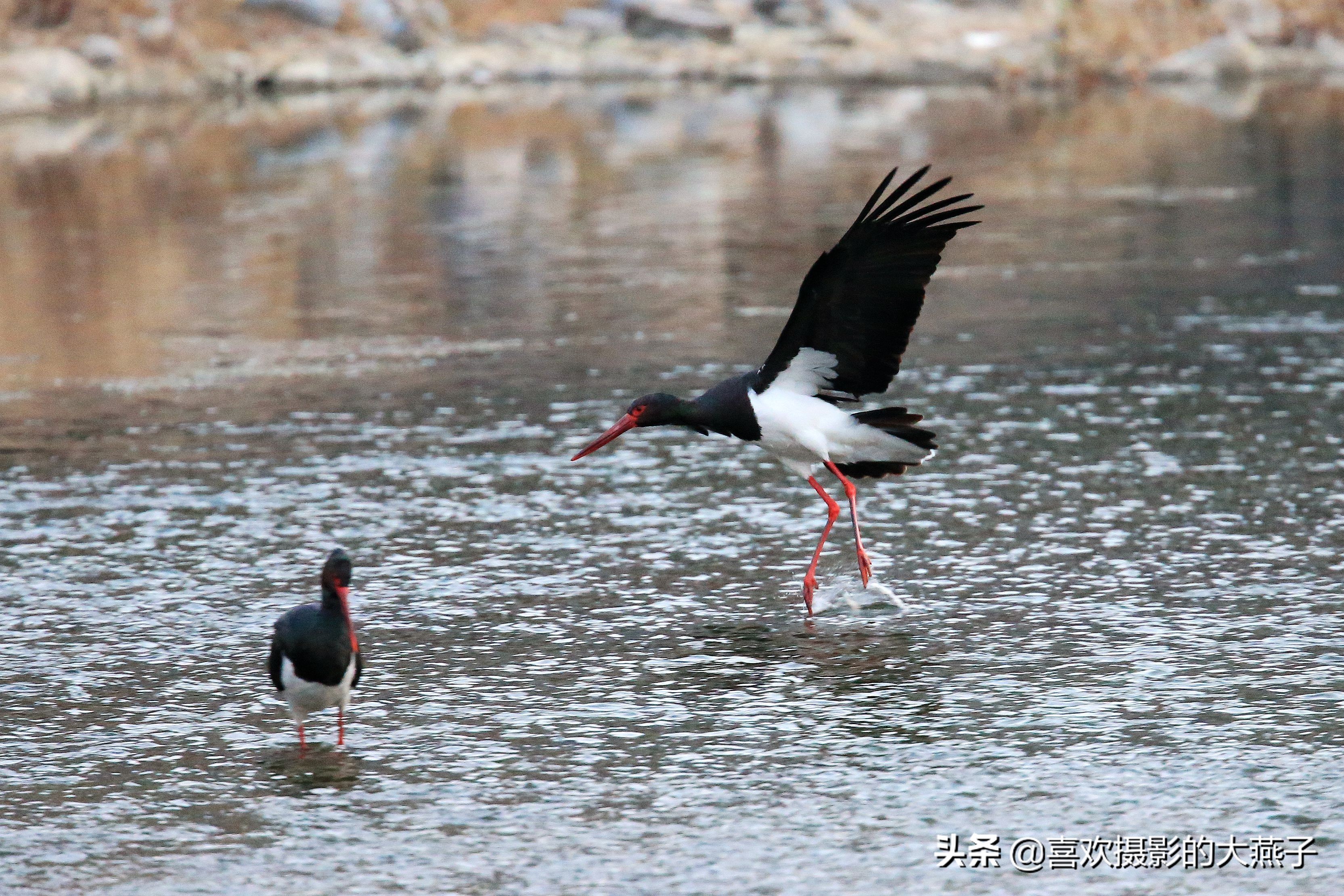 珍稀鸟类黑鹳来到河北井陉县越冬,房山十渡有什么野生动物