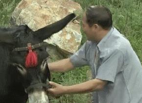 中国动物死亡事件,全国每年有多少动物死亡