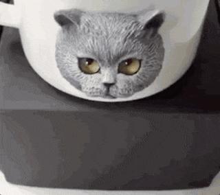 最值得买的猫爪杯,抢购猫爪杯其实可以优雅些