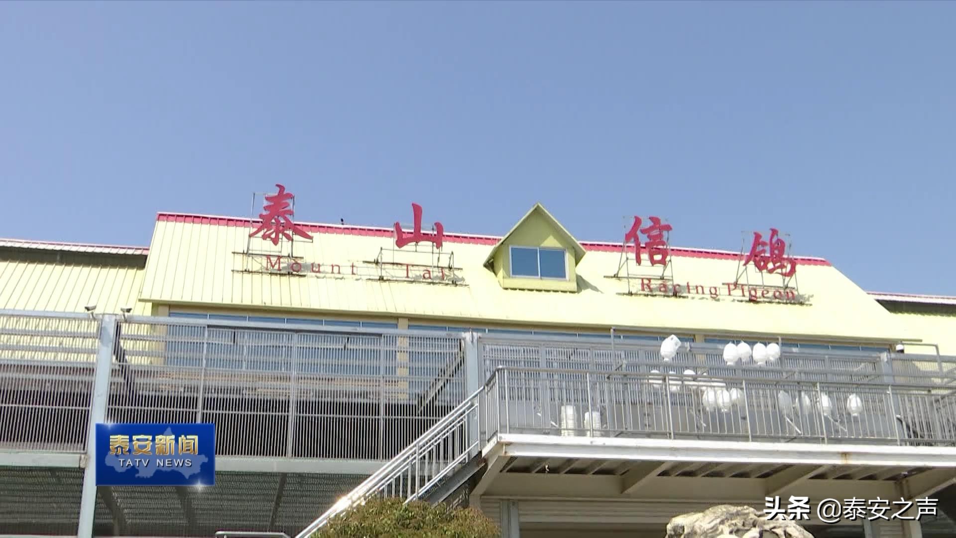 2020国际鸽联“洲际杯”国际公棚鸽王赛首家分站赛落户*安泰**