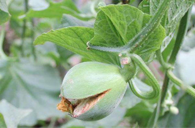 甜瓜膨大期怎么补救,甜瓜苗期裂杆什么原因