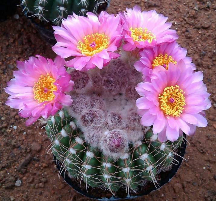 101个仙人球品种,101种仙人球开花图片