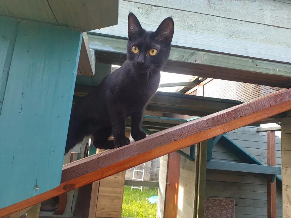 拥有“私家园林”,游遍世界各地,这些猫咪的生活太让人羡慕了吧