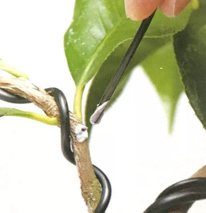 盆景粗枝拿弯的造型,盆景造型细长直杆