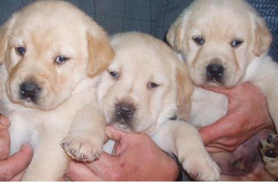 买小狗怎么避免挑到不好的狗,买狗怎么选才是好的狗呢