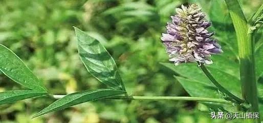 戈壁当中最常见的植物,在野外都能捡到的稀有植物