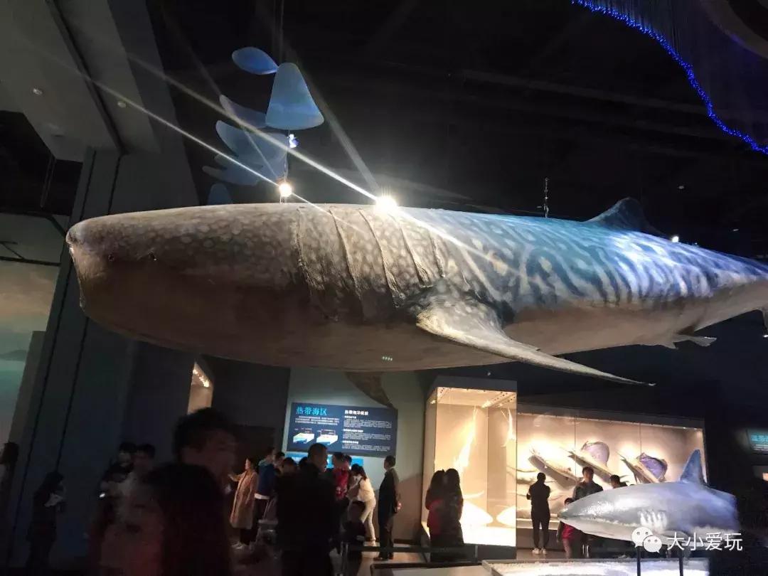 开放首日实探国家海洋博物馆，史上最抢手博物馆究竟长什么样
