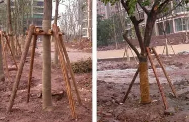 大树移植恢复要几年,大树移植根部的处理