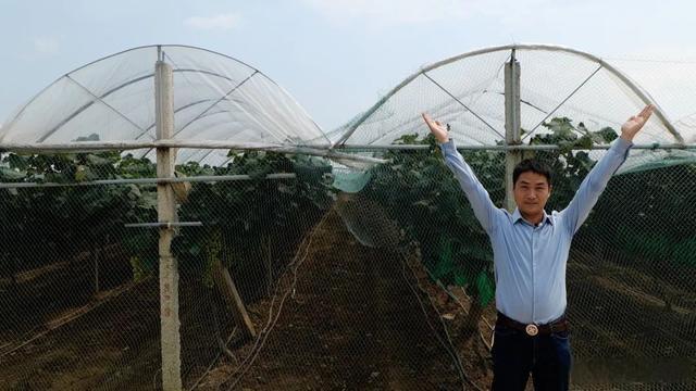 回农村创业种葡萄效益如何,农村小伙回家创业种葡萄