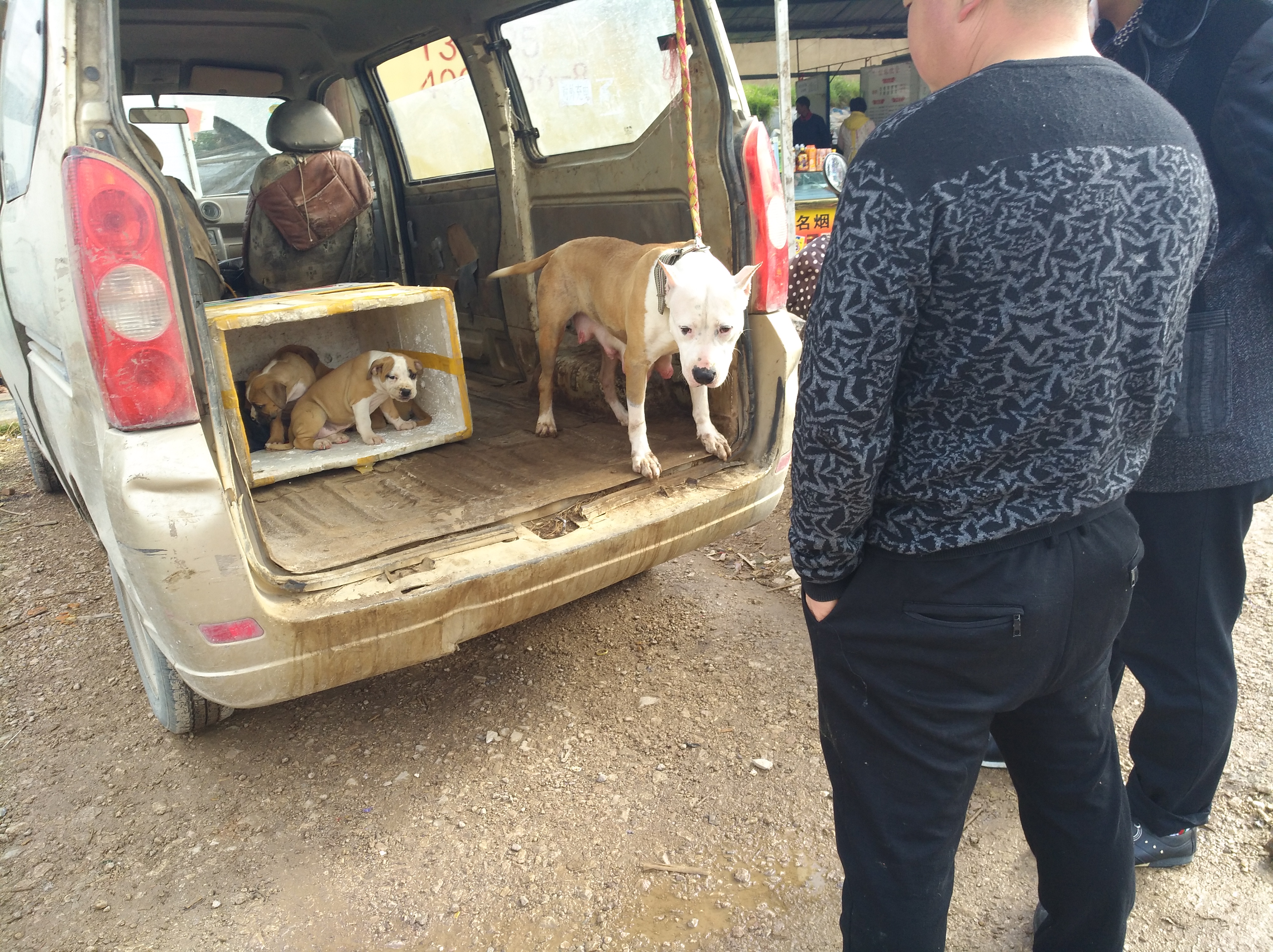 狗市卖杜高幼犬,狗市卖杜高犬的视频