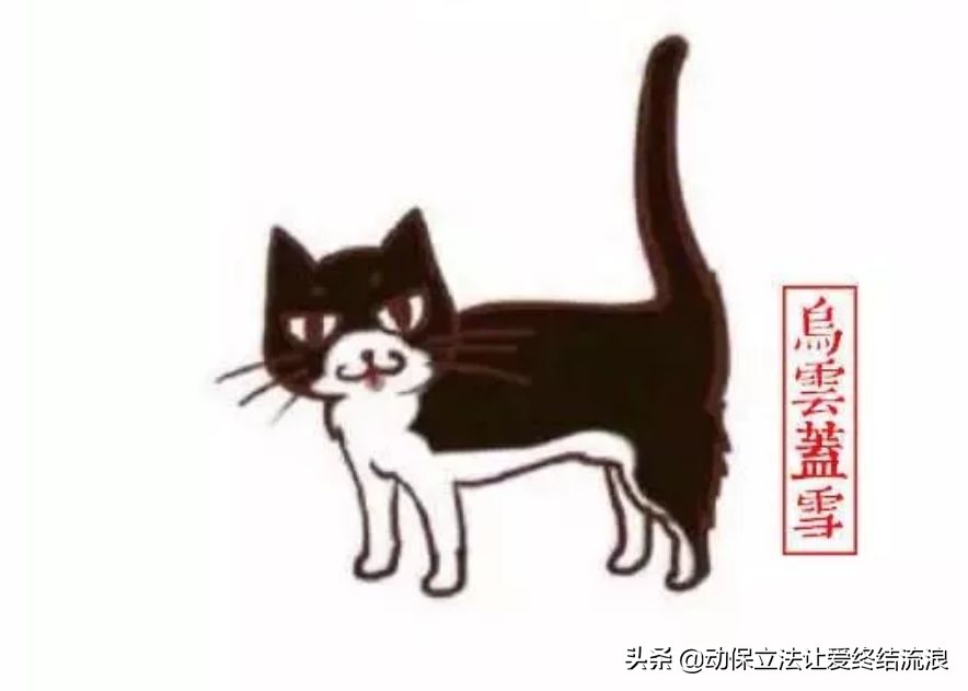 中华田园猫的寿命一般有多少年,中华田园猫哪种捉老鼠最厉害