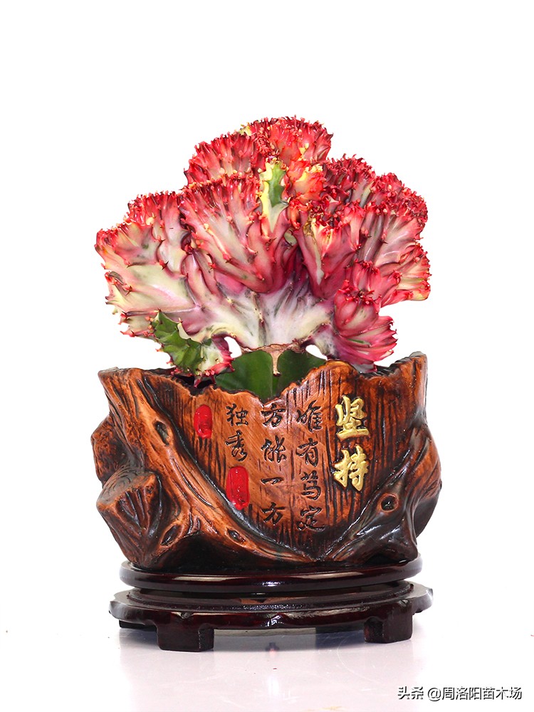 玉麒麟家庭养殖好不好,家中养玉麒麟什么意思