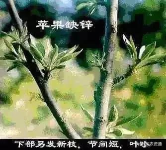 钙镁肥哪种最好,膨果冲施型中微量元素肥