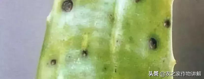 芦荟揭秘,关于芦荟的历史和现状研究报告