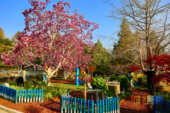 北京旅游网专访香山公园园长齐志坚、研究室主任王柯：“红绿”香山，四季皆景！