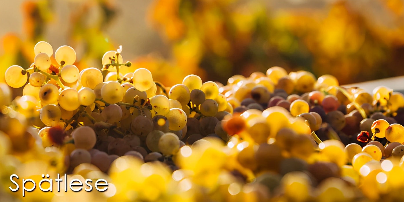 德国雷司令葡萄酒二十年多少钱,德国伊斯特雷司令白葡萄酒