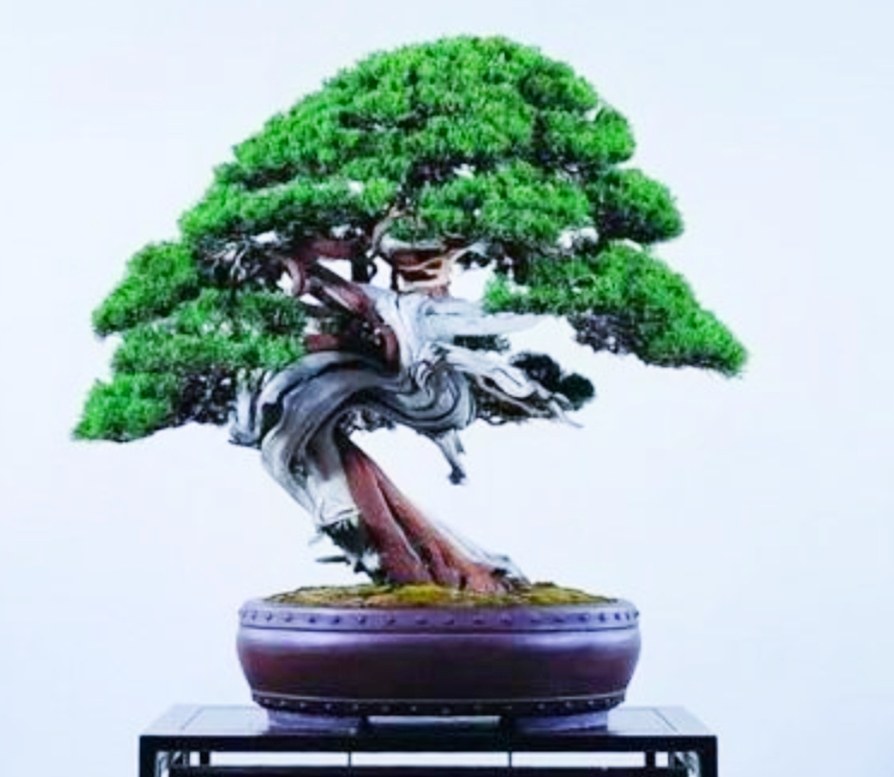 柏树舍利干涂石硫合剂多久涂一次,柏树盆景剥舍利干方法