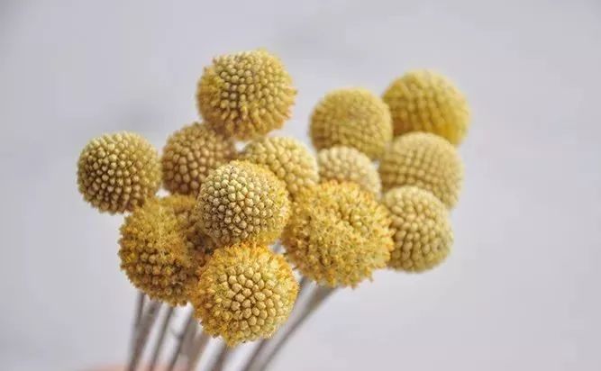 鲜花和干花的不同美感,有哪些花可以制作干花