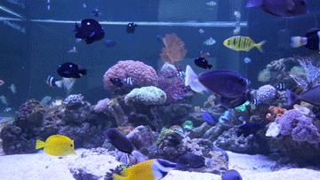 色彩斑斓的海底珊瑚,五彩缤纷的海洋生物视频