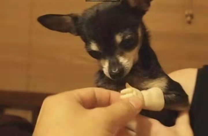 狗狗前爪瘸了很长时间,狗狗前肢天生残疾