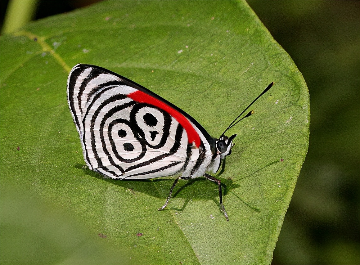 特别的蝴蝶图片,特别的蝴蝶的作文400字