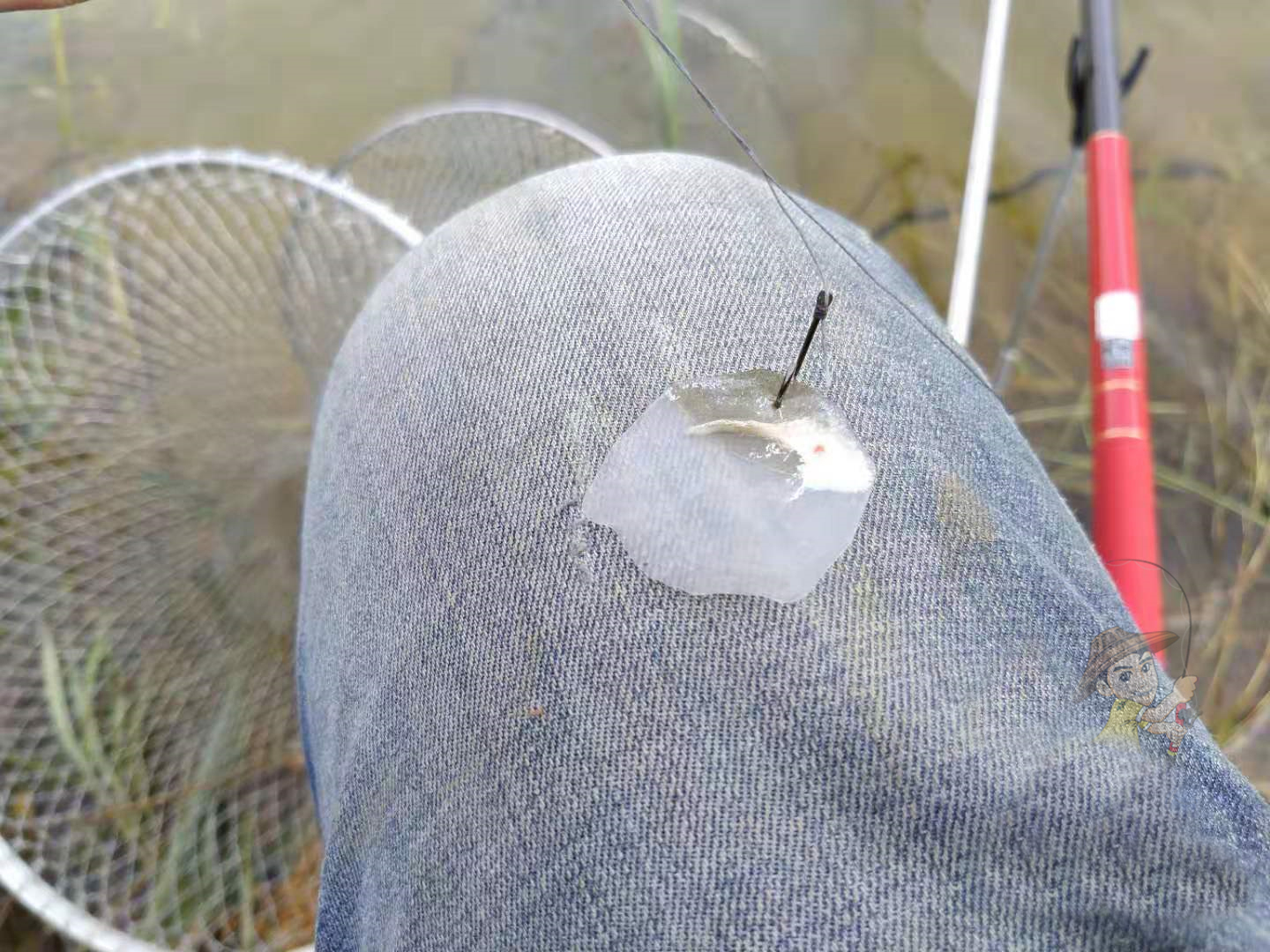 鱼儿吃饵料不咬钩是什么原因,鱼儿吃不饱会怎么样