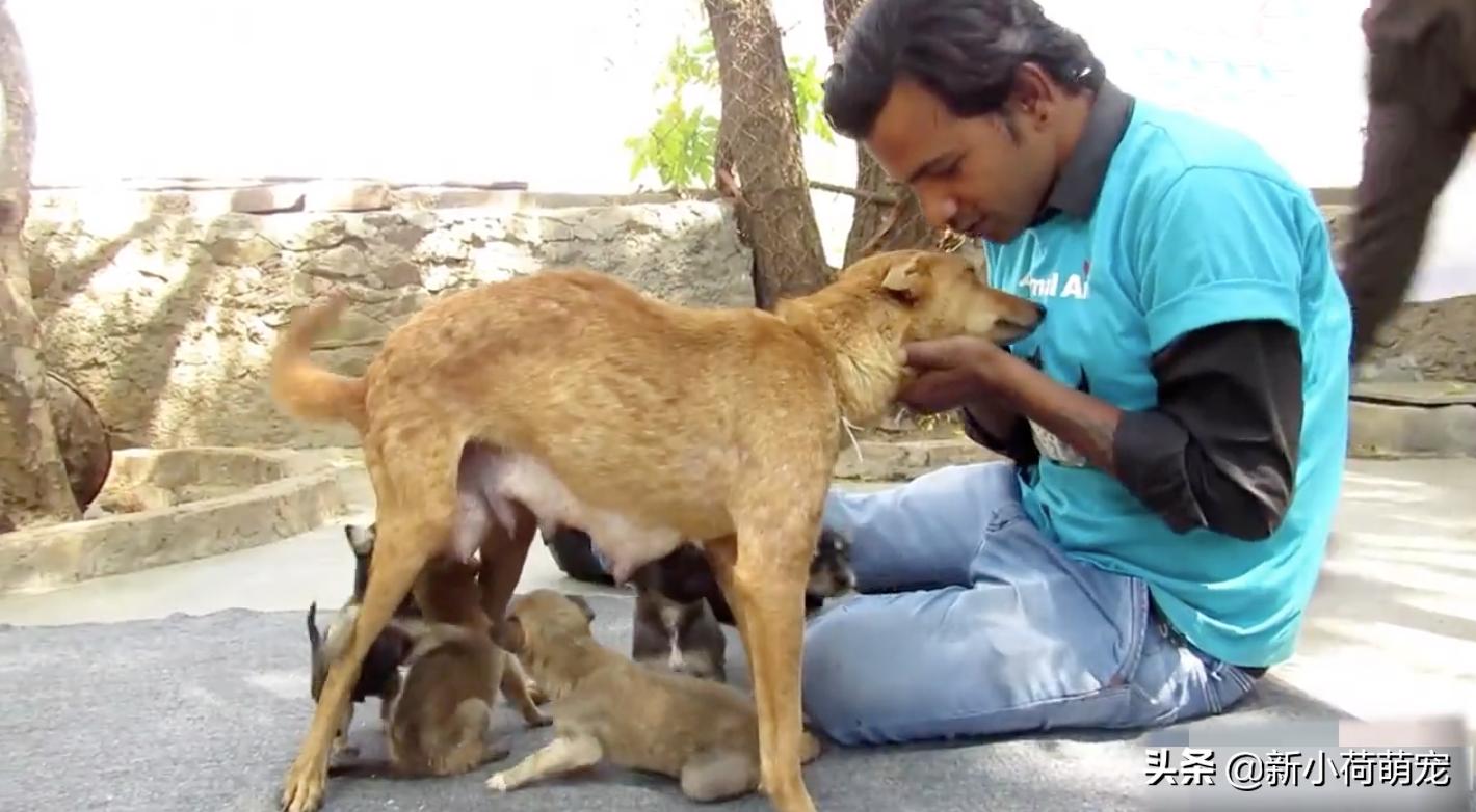 狗脖子上的脓包,狗妈妈浑身哆嗦