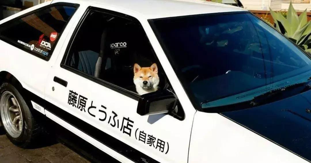 柴犬阶级意识,柴犬成为了门面担当