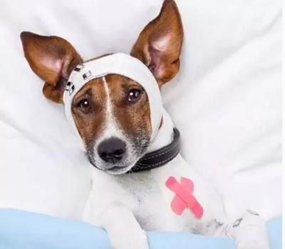 狗狗受伤后不排便,狗狗受伤了怎么办