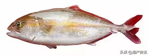 海洋科普世界上都有什么鱼,十种受欢迎的海鲜鱼类