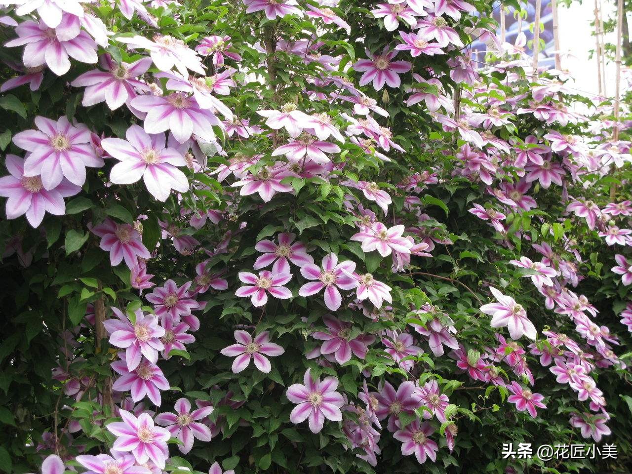 四季开花又耐寒的爬藤植物有哪些,好养的户外爬藤花卉植物有哪些