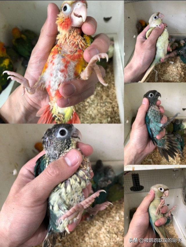 鹦鹉到家容易死,鹦鹉接回来怎么养