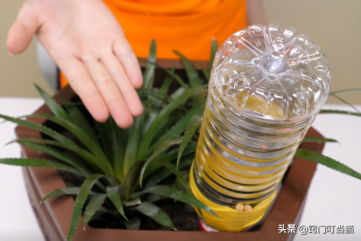 教你做自动浇花器出门旅行不用愁,长期不在家自动滴水浇花器自制