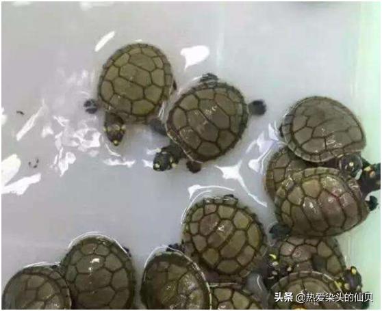 不用过滤养龟如何保持水质清澈,养龟换水能做到一个月换一次水