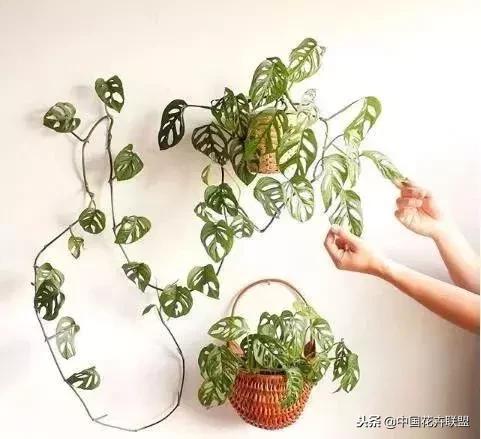 打翻了调色盘的花,打翻了调色盘的美景