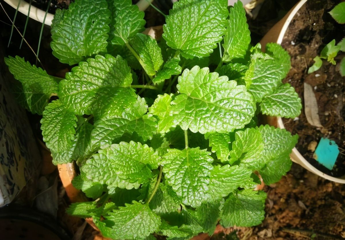 邻居盆栽多蚊虫怎么办呢,邻居养花滋生蚊虫怎么解决