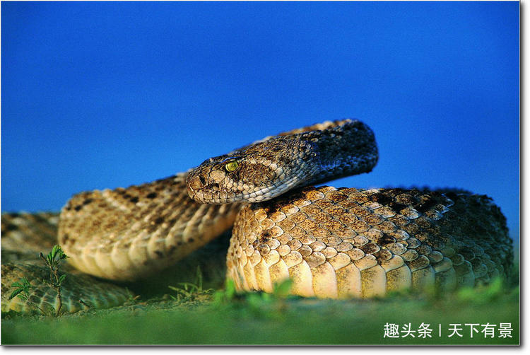 为什么蛇可以很久不进食,蛇为什么生命力这么强