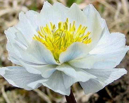 夏日美白面膜,夏日必备美白淡斑面膜