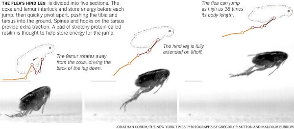 小小的跳蚤竟然能养这么大,小小小跳蚤