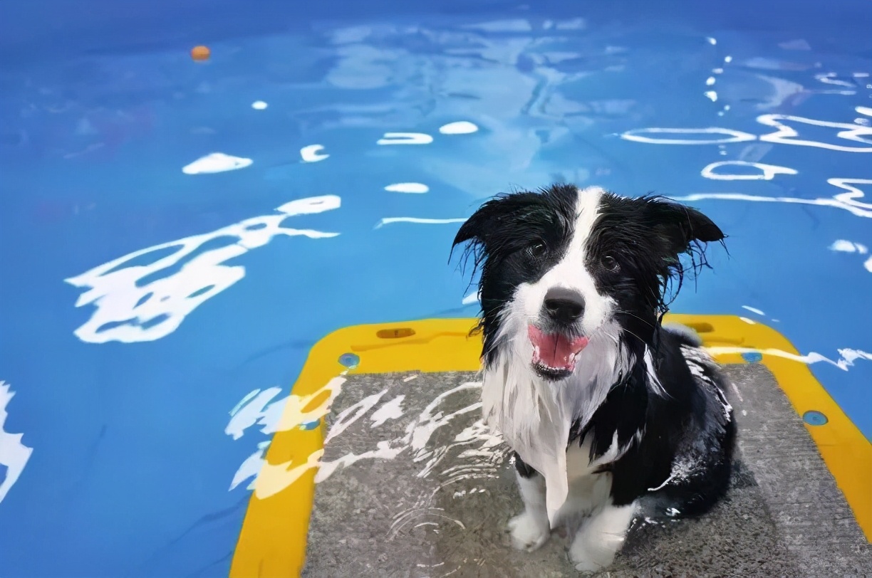 狗狗中暑的症状和应急处理办法,狗狗严重中暑正确缓解的应急措施