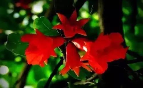 全国56个城市市花一览,56个市的市花